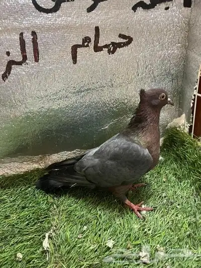 حمام لماع ألماني ارشينجل 3