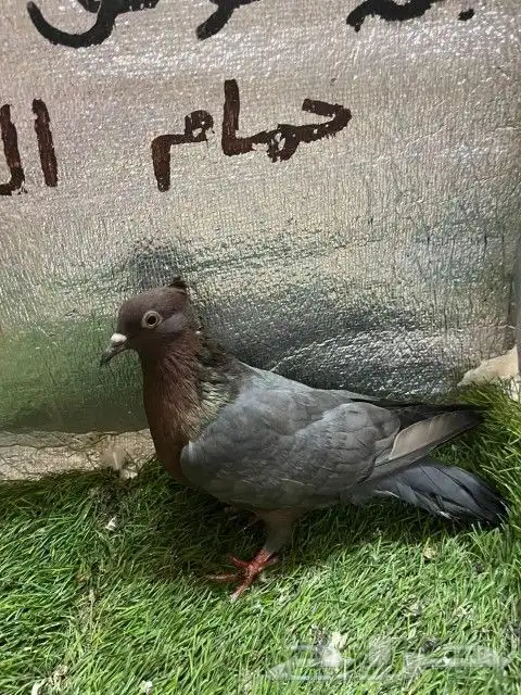 حمام لماع ألماني ارشينجل 4