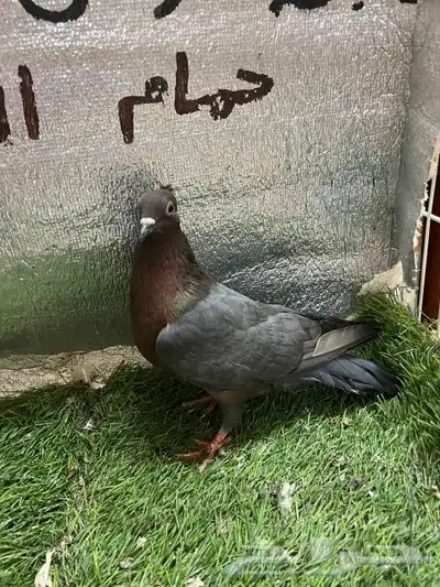 حمام لماع ألماني ارشينجل 2