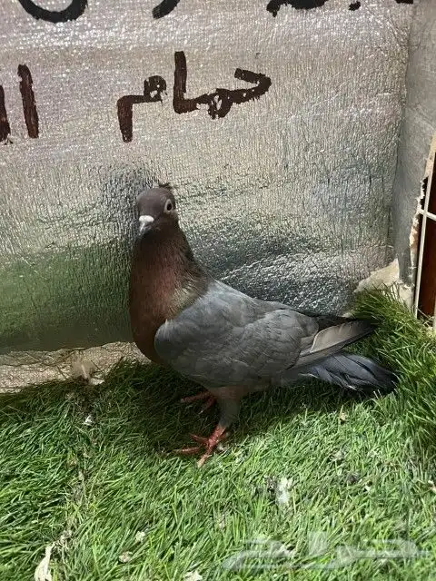 حمام لماع ألماني ارشينجل 2
