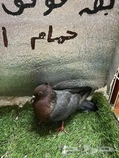 حمام لماع ألماني ارشينجل 1