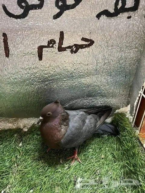 حمام لماع ألماني ارشينجل 1