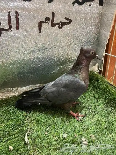 حمام لماع ألماني ارشينجل 7