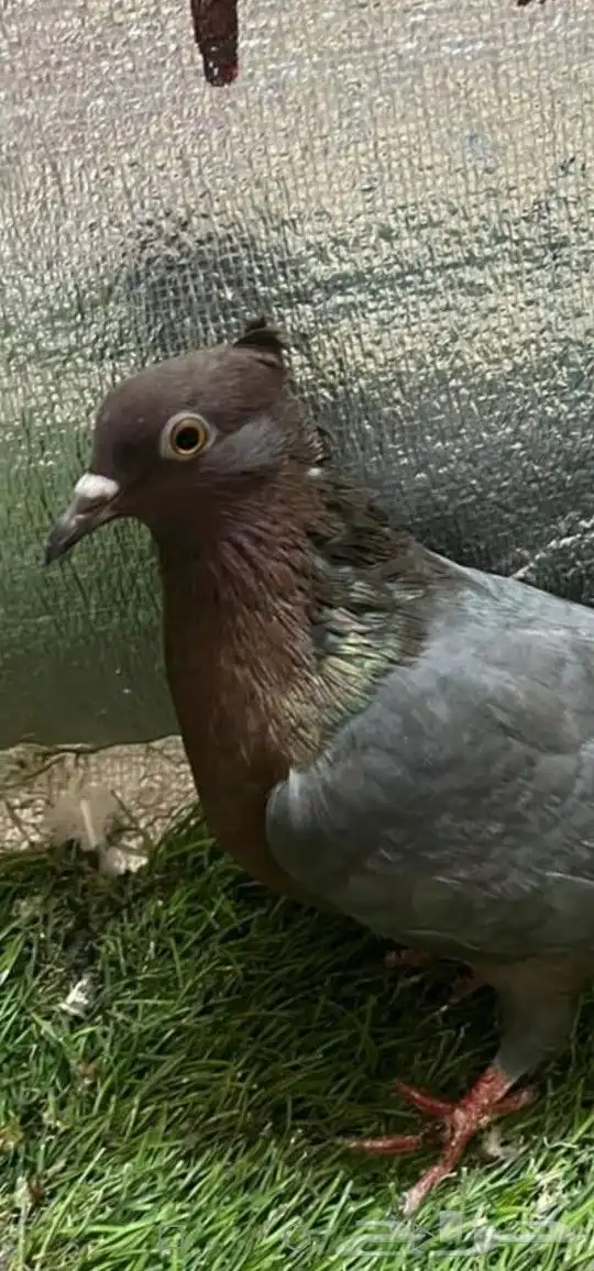 حمام لماع ألماني ارشينجل 9