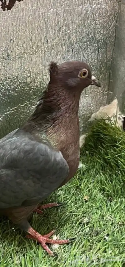 حمام لماع ألماني ارشينجل 0