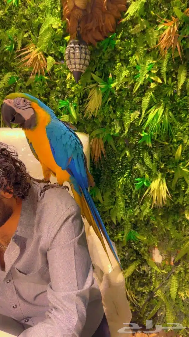 مكاو بلو اند قولد هدد اليف((( تم البيع ))) 2