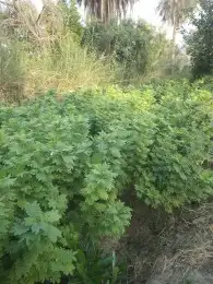 يوجد لدينا جميع انواع الاشجار المثمره واشجار الظل والزينه وا 8