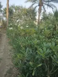 يوجد لدينا جميع انواع الاشجار المثمره واشجار الظل والزينه وا 7