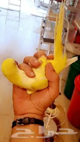 فرخ كويكر ب (((1150ريال))) تم البيع 1