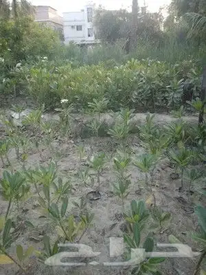 يوجد لدينا جميع انواع الاشجار المثمره واشجار الظل والزينه وا 3