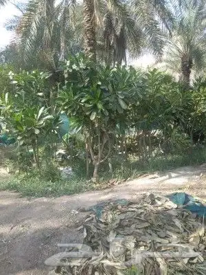 يوجد لدينا جميع انواع الاشجار المثمره واشجار الظل والزينه وا 4