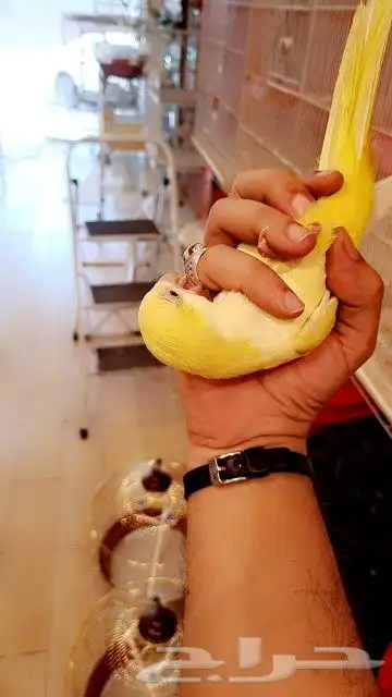 فرخ كويكر ب (((1150ريال))) تم البيع 3