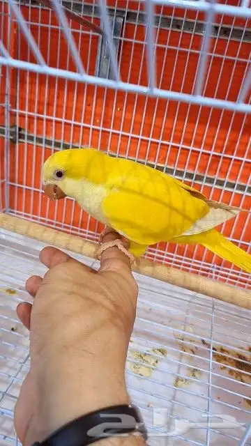 فرخ كويكر ب (((1150ريال))) تم البيع 2