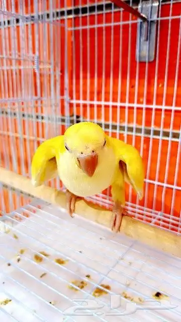 فرخ كويكر ب (((1150ريال))) تم البيع 0