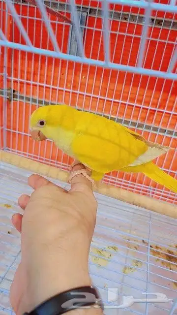 فرخ كويكر ب (((1150ريال))) تم البيع 4