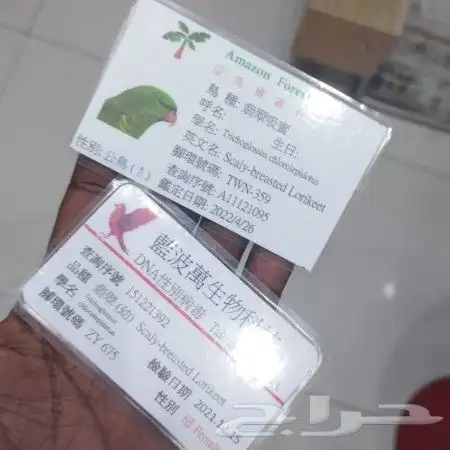 جوز لوري سكالي من النوادر 3