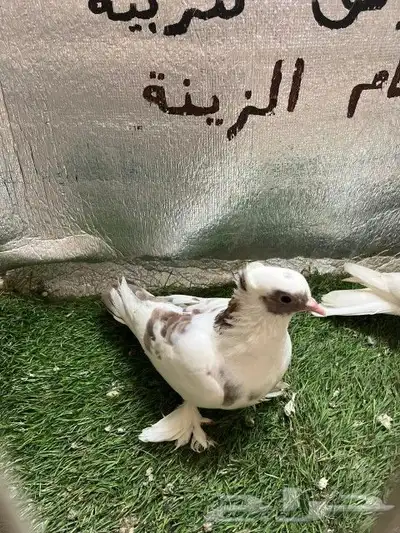 حمام صنعاني 8