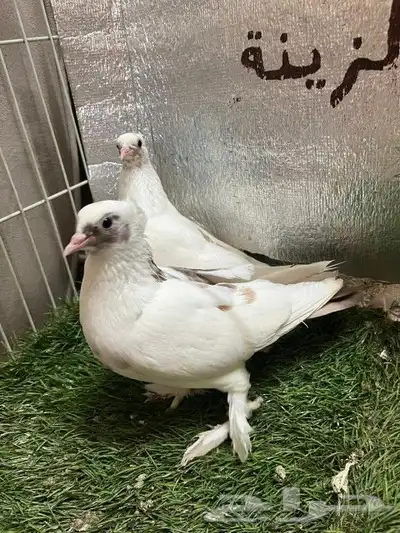 حمام صنعاني 12