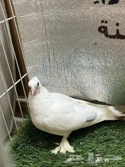 حمام صنعاني 4
