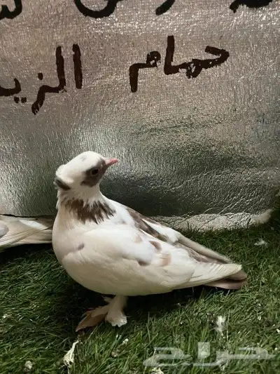 حمام صنعاني 7