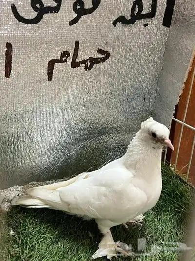 حمام صنعاني 9