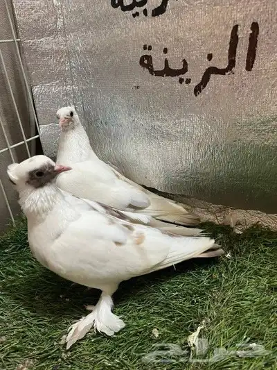حمام صنعاني 0