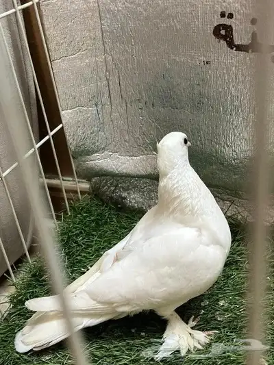 حمام صنعاني 11