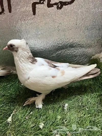 حمام صنعاني 5