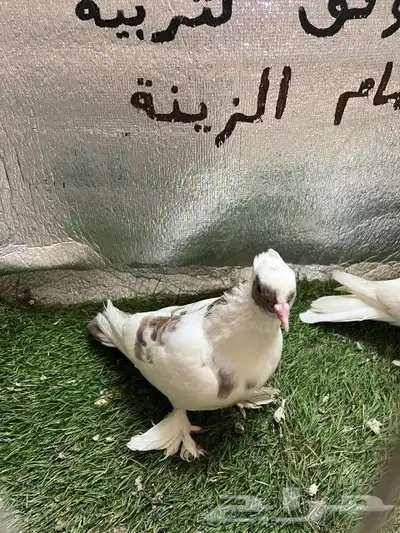 حمام صنعاني 3