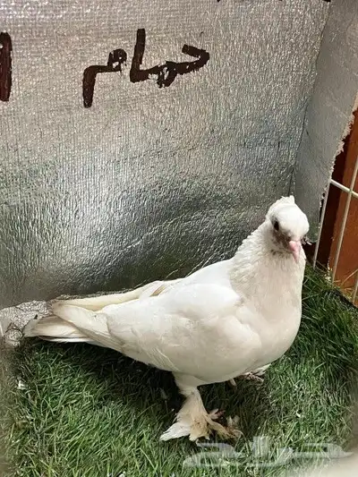 حمام صنعاني 10