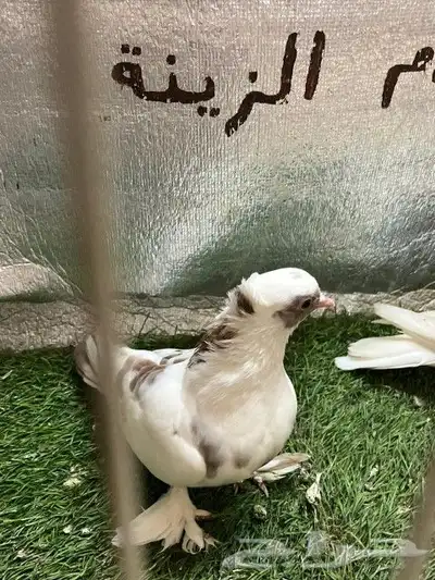 حمام صنعاني 1