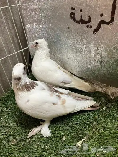 حمام صنعاني 6