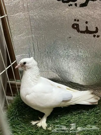 حمام صنعاني 2