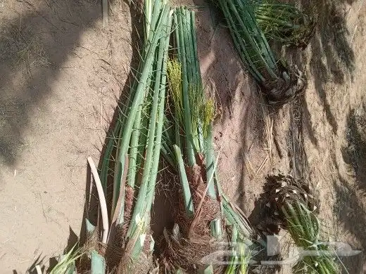 فسايل النخيل 6