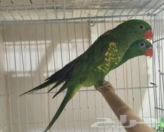 جوز لوري سكالي من النوادر 2