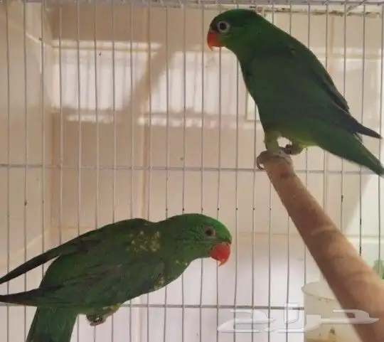 جوز لوري سكالي من النوادر 0