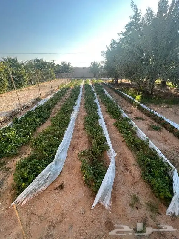 استراحه الرحمانيه العفجه الهياثم الخرج الرياض 10