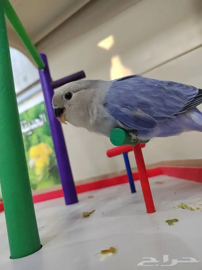 فروخ روز الوان روعه اليفه جدا 8