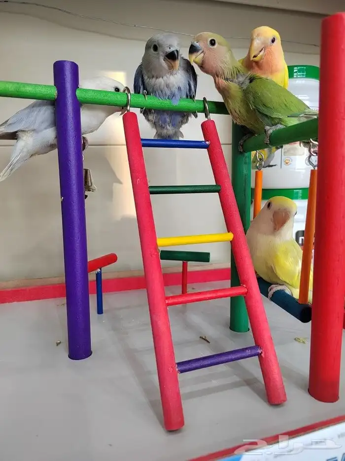 فروخ روز الوان روعه اليفه جدا 10