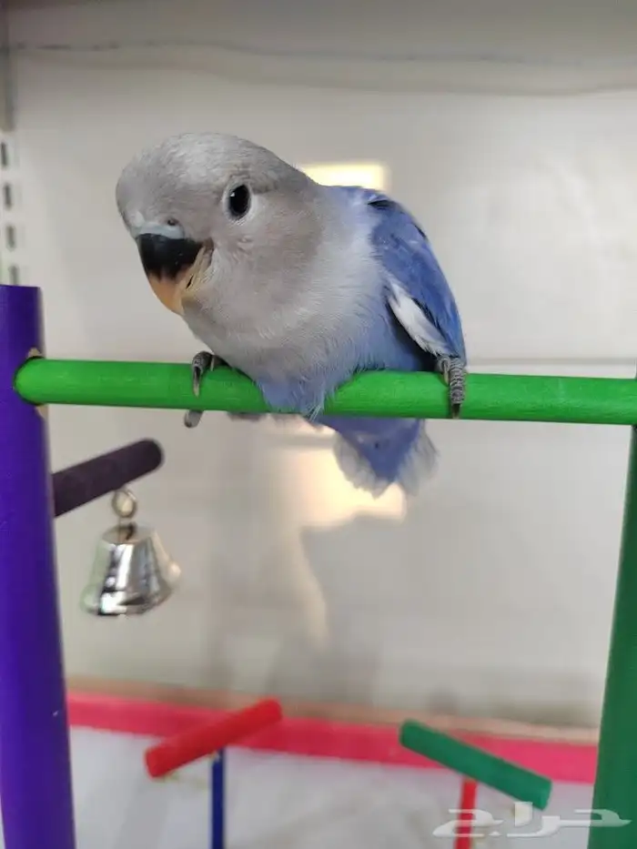 فروخ روز الوان روعه اليفه جدا 5