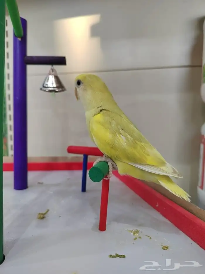 فروخ روز الوان روعه اليفه جدا 4