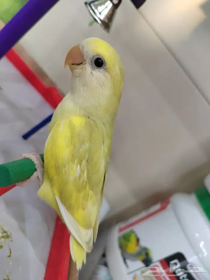 فروخ روز الوان روعه اليفه جدا 3