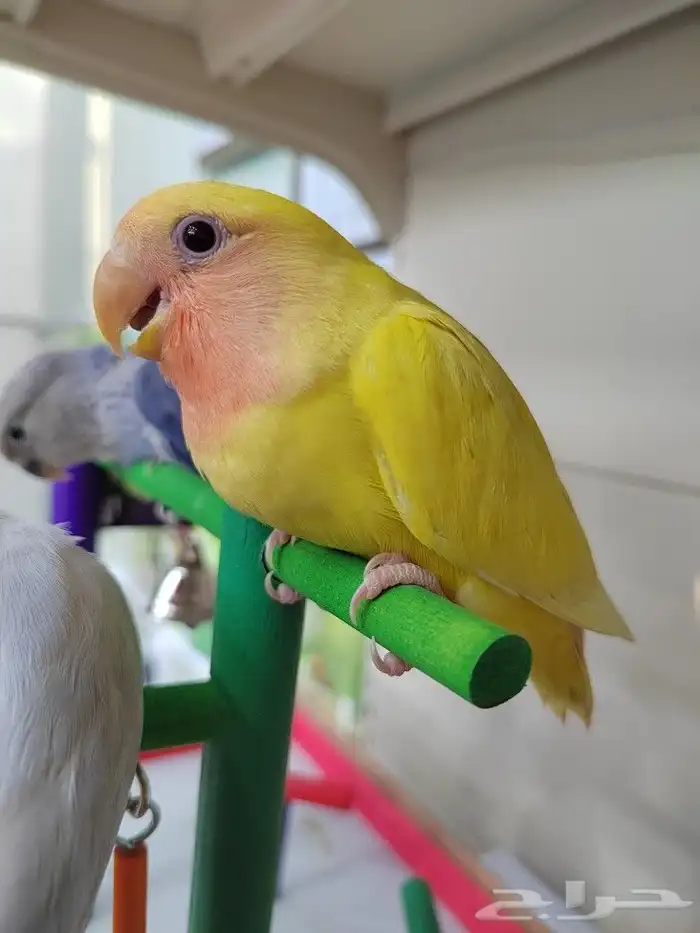 فروخ روز الوان روعه اليفه جدا 1