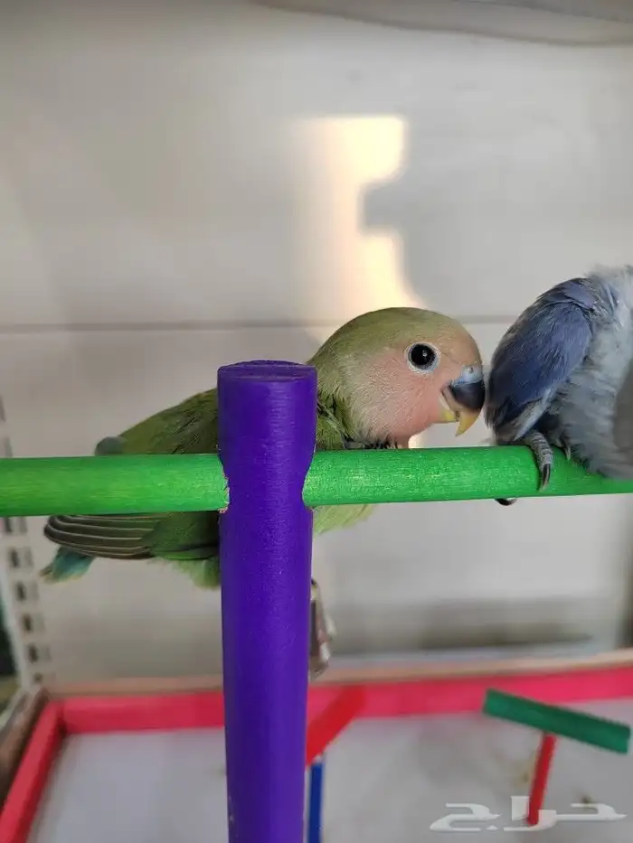 فروخ روز الوان روعه اليفه جدا 9