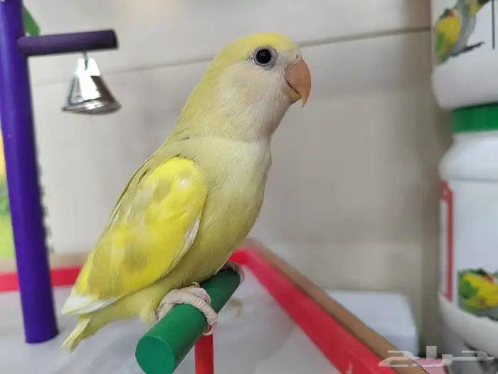 فروخ روز الوان روعه اليفه جدا 0