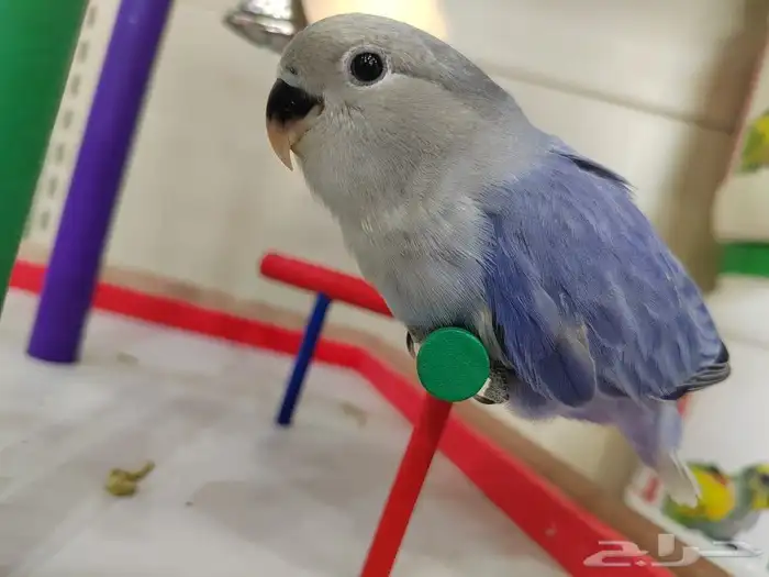 فروخ روز الوان روعه اليفه جدا 7