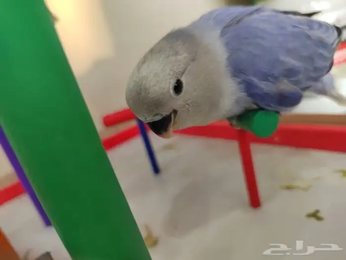 فروخ روز الوان روعه اليفه جدا 6