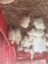 صوص لاحم روس 1