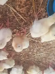 صوص لاحم روس 0