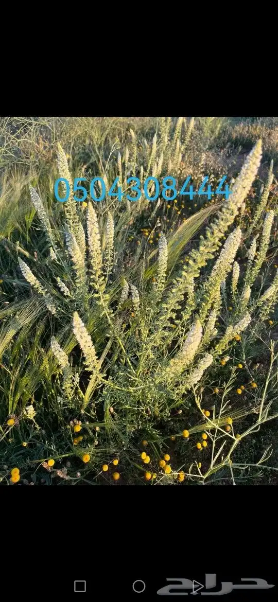 بذور برية بالجملة والتفريد 6